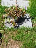 image of grave number 82777